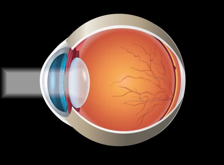 Cross-section diagram of the human eye